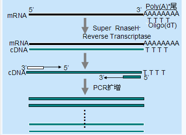 pcr扩增仪原理